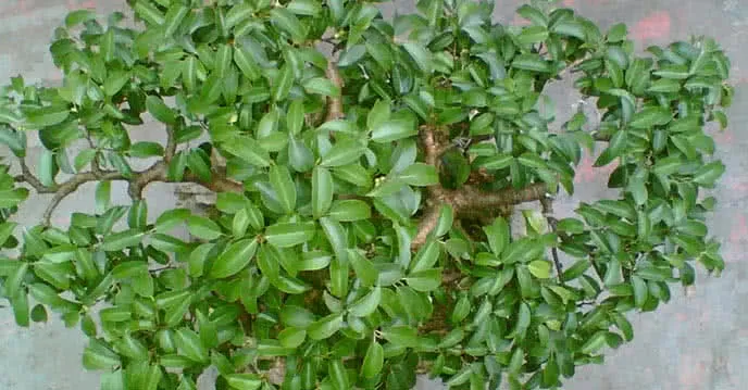 Bột lá móng (Henna) là giải pháp nhuộm tóc nâu đen an toàn tại nhà