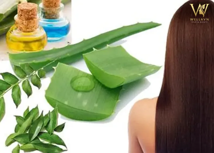 Sử dụng Nha Đam để chăm sóc và giảm mồ hôi dầu ở tóc