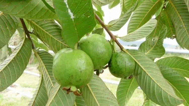 Lá ổi tươi được sử dụng để giảm rụng tóc và nuôi dưỡng các nang tóc chắc khỏe