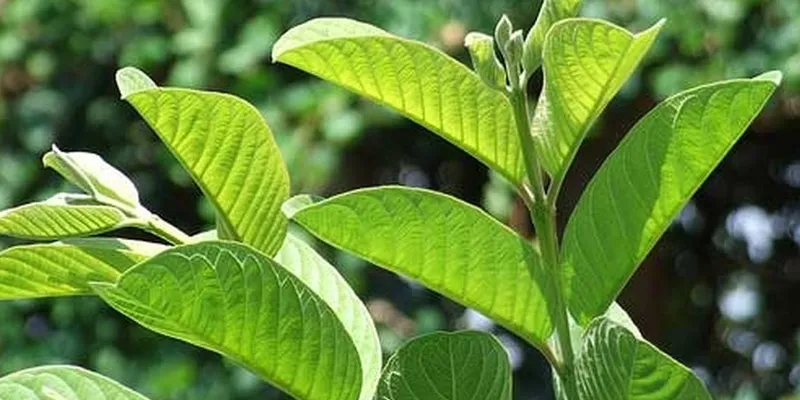 Lá ổi có khả năng giữ màu đen cho mái tóc nhờ các hoạt chất chống oxy hóa