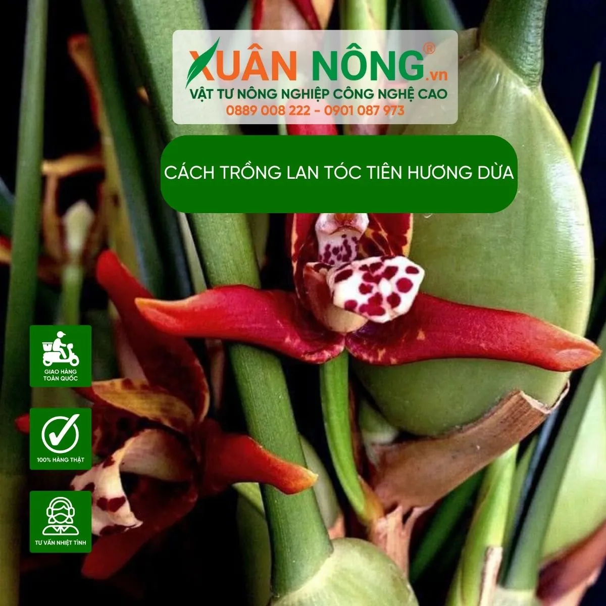 Cách trồng Lan Tóc Tiên Hương Dừa năng suất cao theo phương pháp mới