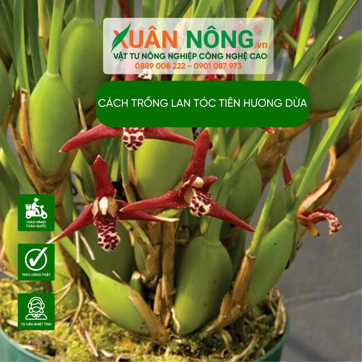 Lan Tóc Tiên Hương Dừa đang nở hoa rực rỡ