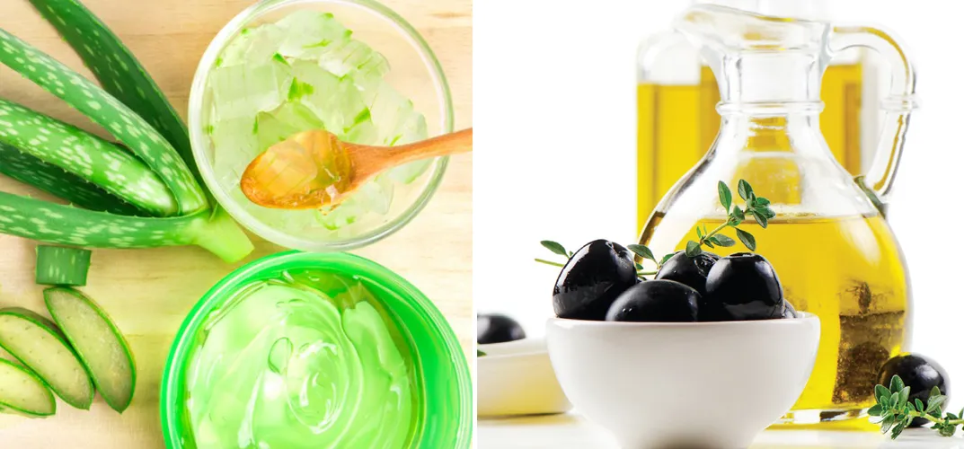 Cá ch ủ tóc bằng nha đam và dầu oliu