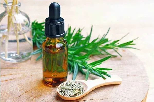 Tinh dầu hương thảo khi trộn với dầu gội đầu hoặc dầu nền có tác dụng hỗ trợ dưỡng tóc và kích thích mọc tóc hiệu quả