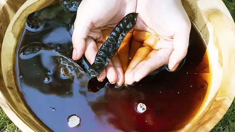 Sử dụng các loại thảo mộc truyền thống như bồ kết để gội đầu giúp tóc chắc khỏe