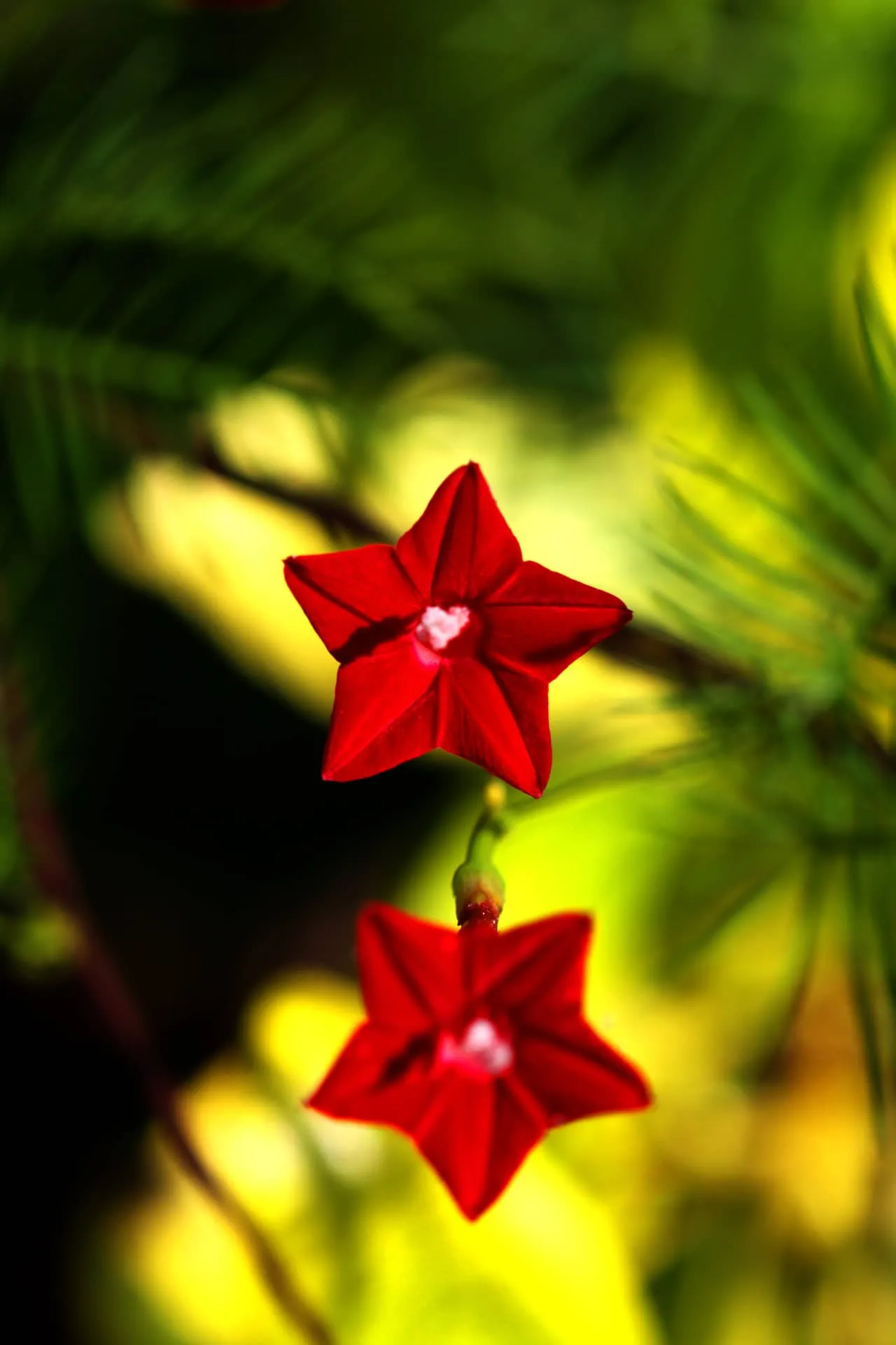 Bông hoa tóc tiên leo khoe sắc dưới ánh nắng