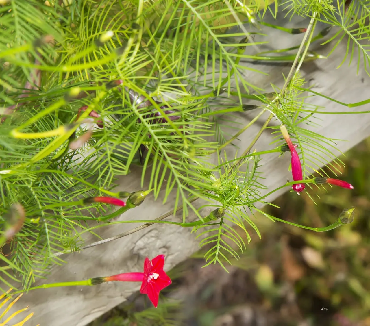 Kỹ thuật cắt tỉa hoa tóc tiên leo để kích thích ra hoa