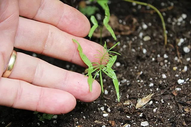 Cây con hoa tóc tiên leo nảy mầm khỏe mạnh sau khi gieo