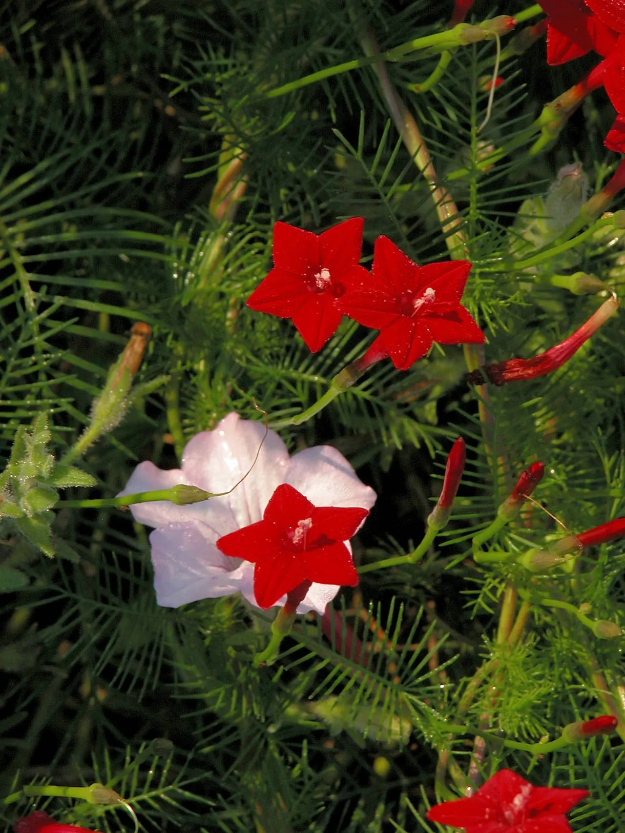 Hoa tóc tiên leo màu đỏ rực rỡ trên giàn leo