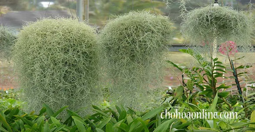 Sự kết hợp giữa cây không khí tóc tiên và các loại hoa, tạo nên sự trang trí độc đáo