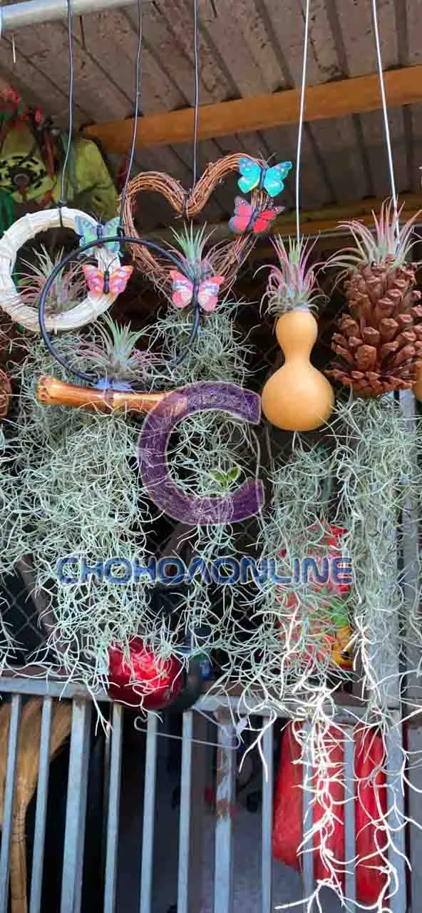 Các sợi cây không khí tóc tiên được ngâm trong nước để hấp thụ độ ẩm