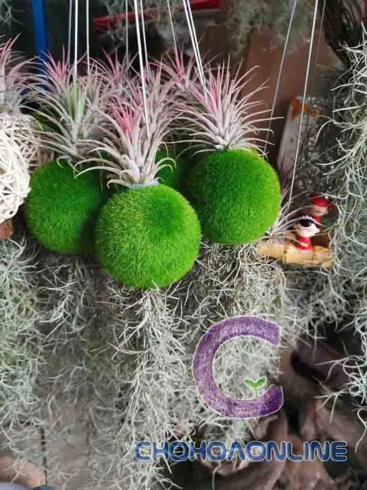 Cây không khí tóc tiên được dùng để tạo điểm nhấn trang trí cho không gian