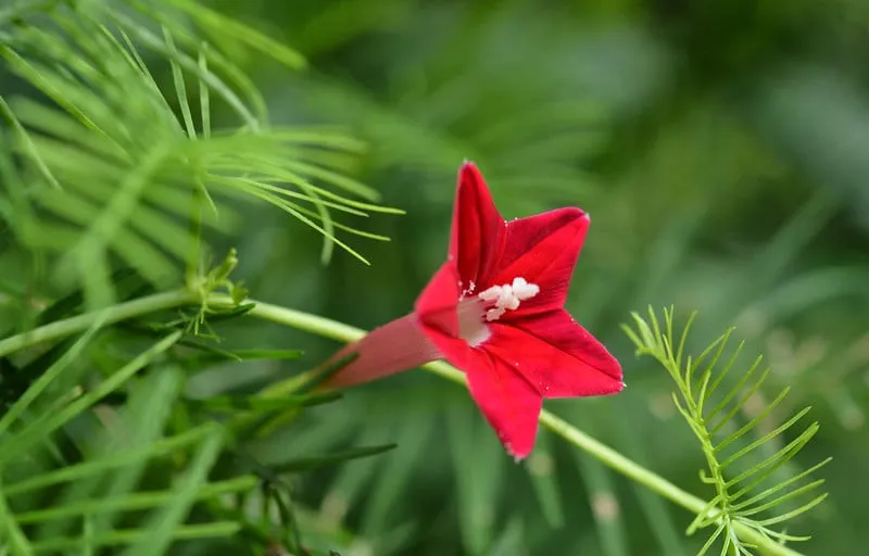 Bón phân hữu cơ (trùn quế) trong cách trồng hoa tóc tiên leo