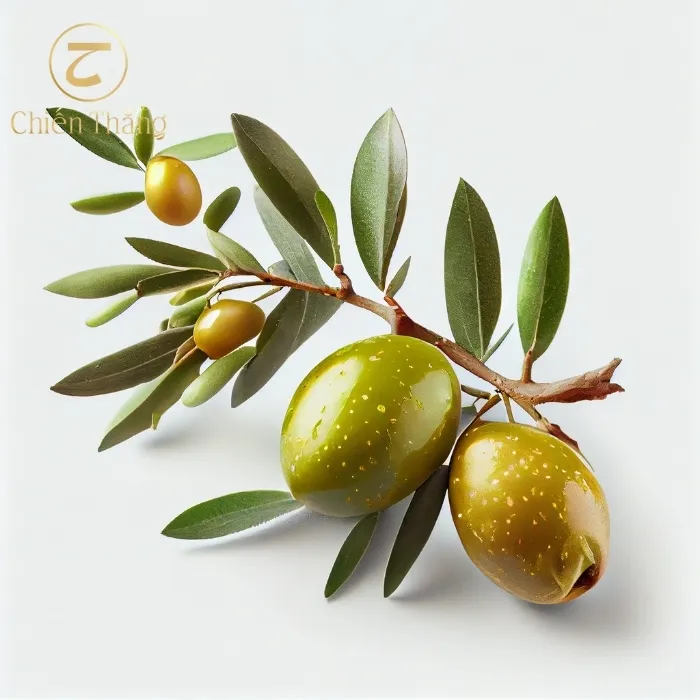 chăm sóc tóc khô xơ bằng dầu oliu