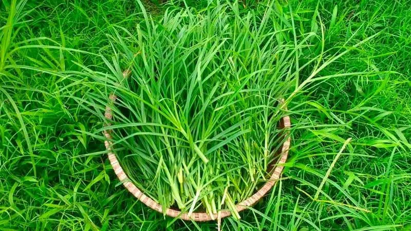 Hình ảnh cây cỏ mần trầu với rễ và thân lá mô tả cách trị rụng tóc bằng cỏ mần trầu