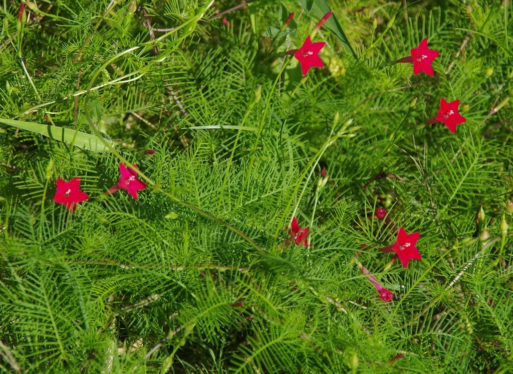 Giàn hoa tóc tiên leo nở rộ tuyệt đẹp, thành quả của cách trồng đúng