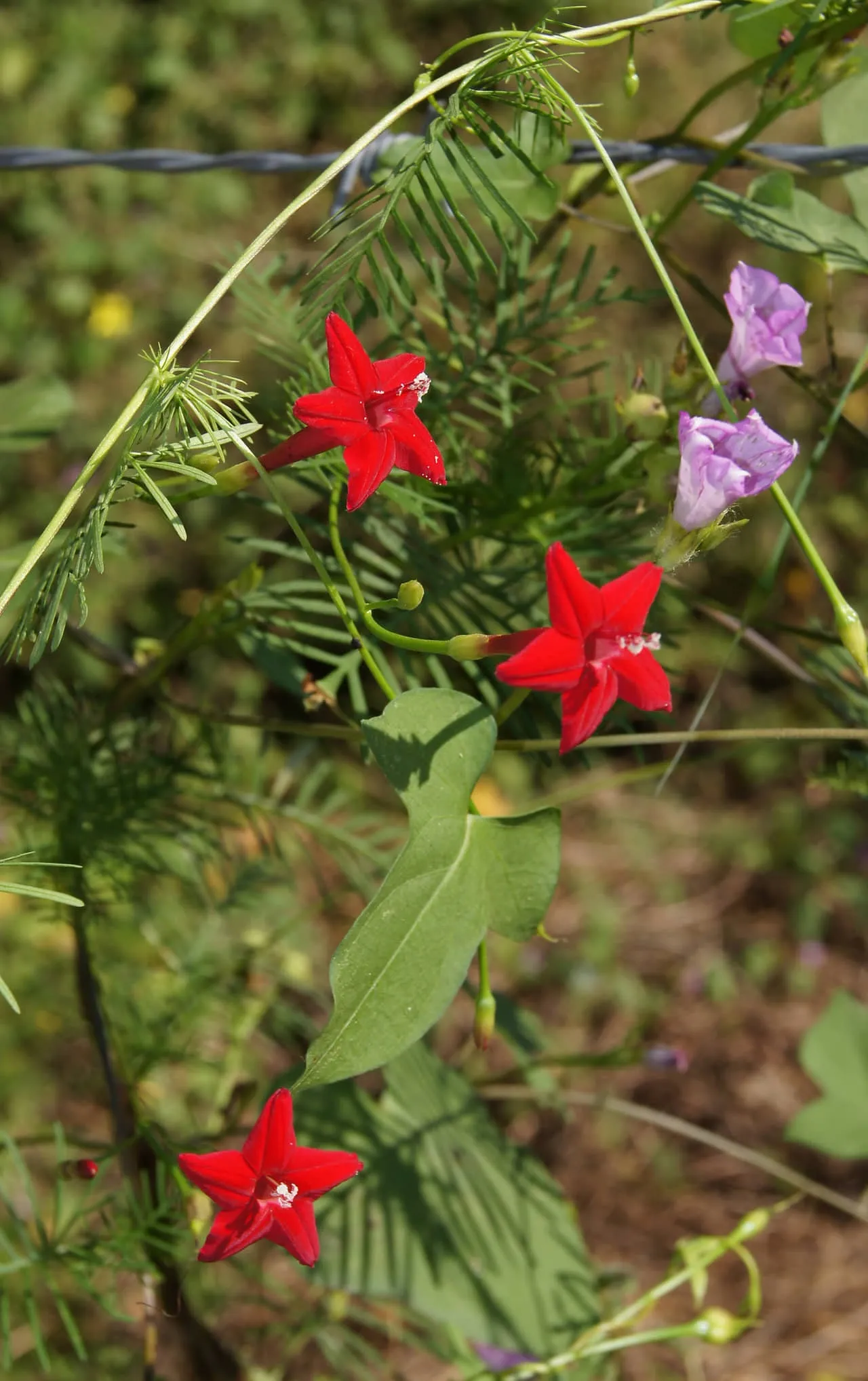 Gieo hạt hoa tóc tiên leo vào giá thể đã tối ưu