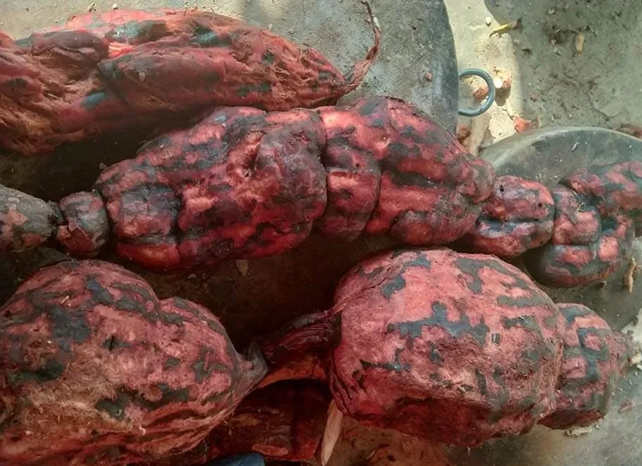 Rễ Hà thủ ô đỏ tươi được rửa sạch, chuẩn bị chế biến