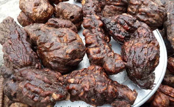 Hình ảnh minh họa rễ Hà Thủ Ô, thảo dược quý trong cách chữa bạc tóc và bồi bổ cơ thể theo y học cổ truyền