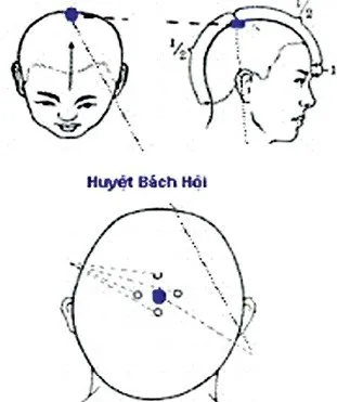 Mô tả vị trí chính xác của Huyệt Bách Hội, điểm trung tâm trong hướng dẫn cách bấm tóc để trị rụng tóc