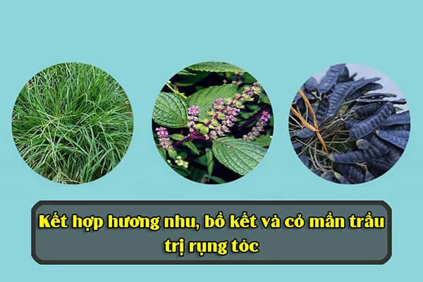 Hương nhu và bồ kết có khả năng kháng khuẩn, trị nấm da đầu