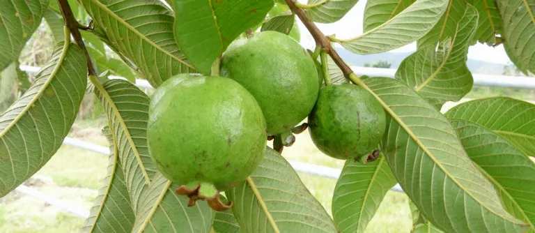 Lá ổi, một trong những phương pháp tự nhiên được áp dụng trong cách chữa bạc tóc tại nhà hiệu quả