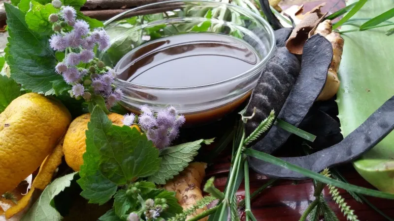 Nước nấu từ lá Hương nhu được sử dụng trong dân gian để gội đầu, hỗ trợ điều trị viêm da đầu hiệu quả