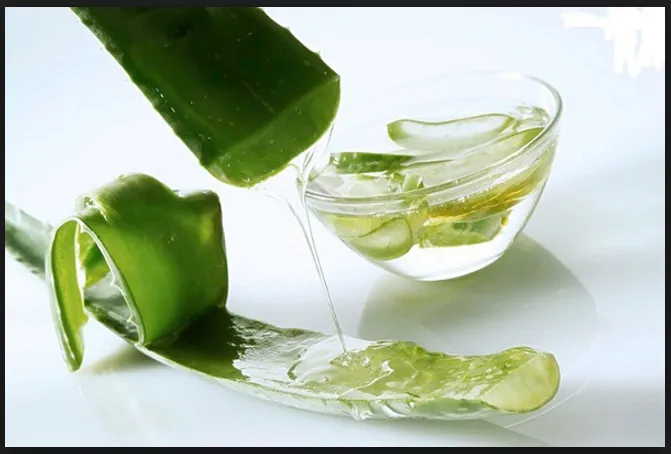 Lá nha đam tươi và gel nguyên chất dùng để làm mặt nạ dưỡng tóc