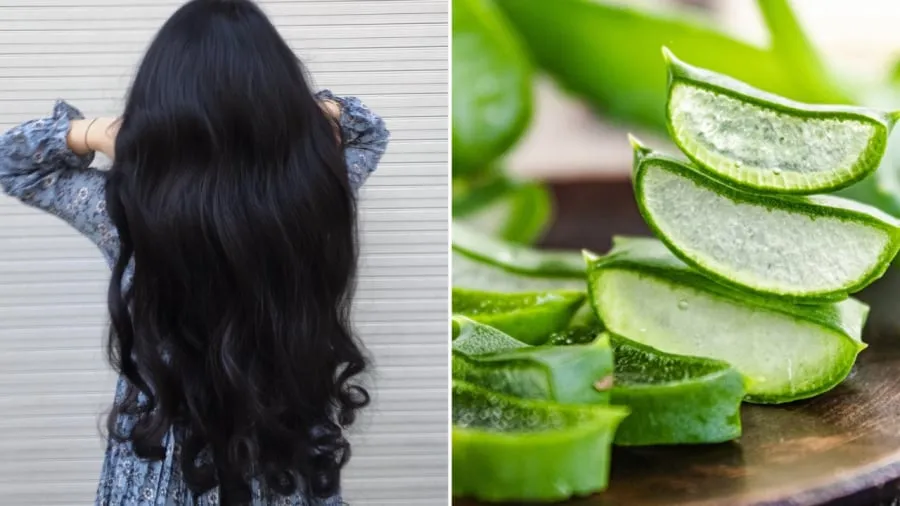 Nha đam có tác dụng nuôi dưỡng da đầu, kích thích tuần hoàn máu, giúp chống rụng tóc, làm mượt và kích thích mọc tóc.