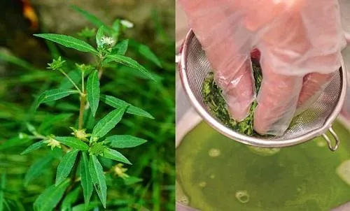 Nước gội đầu từ cây nhọ nồi giúp tóc chắc khỏe và đen bóng