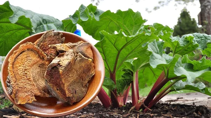 Cận cảnh rễ cây đại hoàng khô được sử dụng trong các bài thuốc cổ truyền