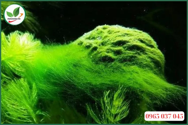 Rêu tóc (Cladophora glomerata) phát triển thành sợi dài trong môi trường nước
