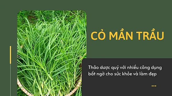 Cỏ mần trầu có tác dụng rất tốt với cơ thể và mái tóc của bạn