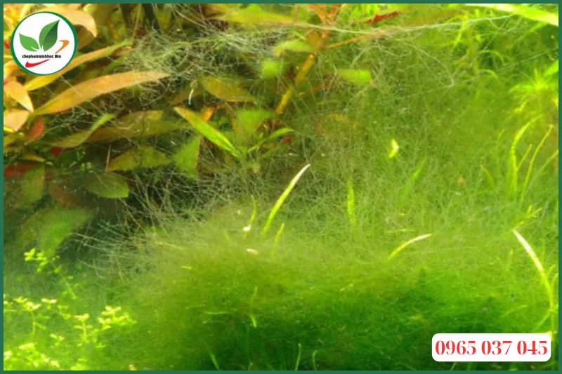 Tác hại của rêu tóc bám dày đặc làm mất thẩm mỹ và cản trở cây thủy sinh