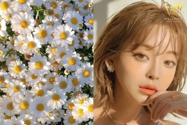 Alt text hình ảnh nhuộm tóc vàng bằng hoa cúc và chanh