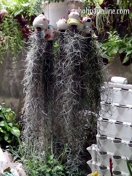 Cây không khí tóc tiên được treo rủ xuống trong nhà kính
