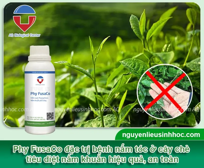 Các loại thuốc kháng nấm và cách trị nấm tóc hiệu quả chuyên sâu