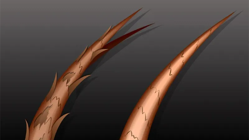 Hình ảnh minh họa hiện tượng tóc chẻ ngọn dưới kính hiển vi