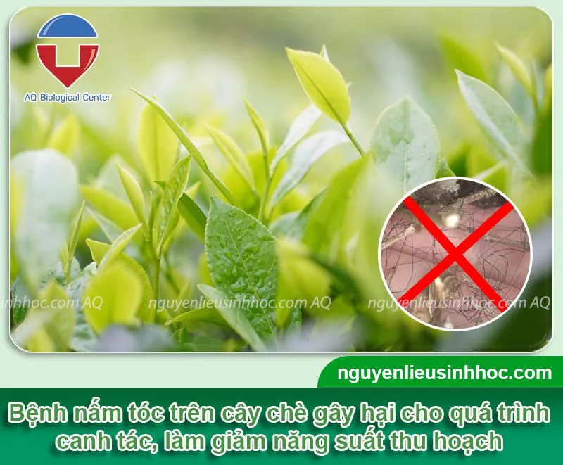 Tổng quan về cách trị nấm tóc hiệu quả và chăm sóc da đầu