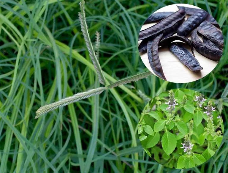 Lưu ý khi lựa chọn và sử dụng cỏ mần trầu an toàn để trị rụng tóc