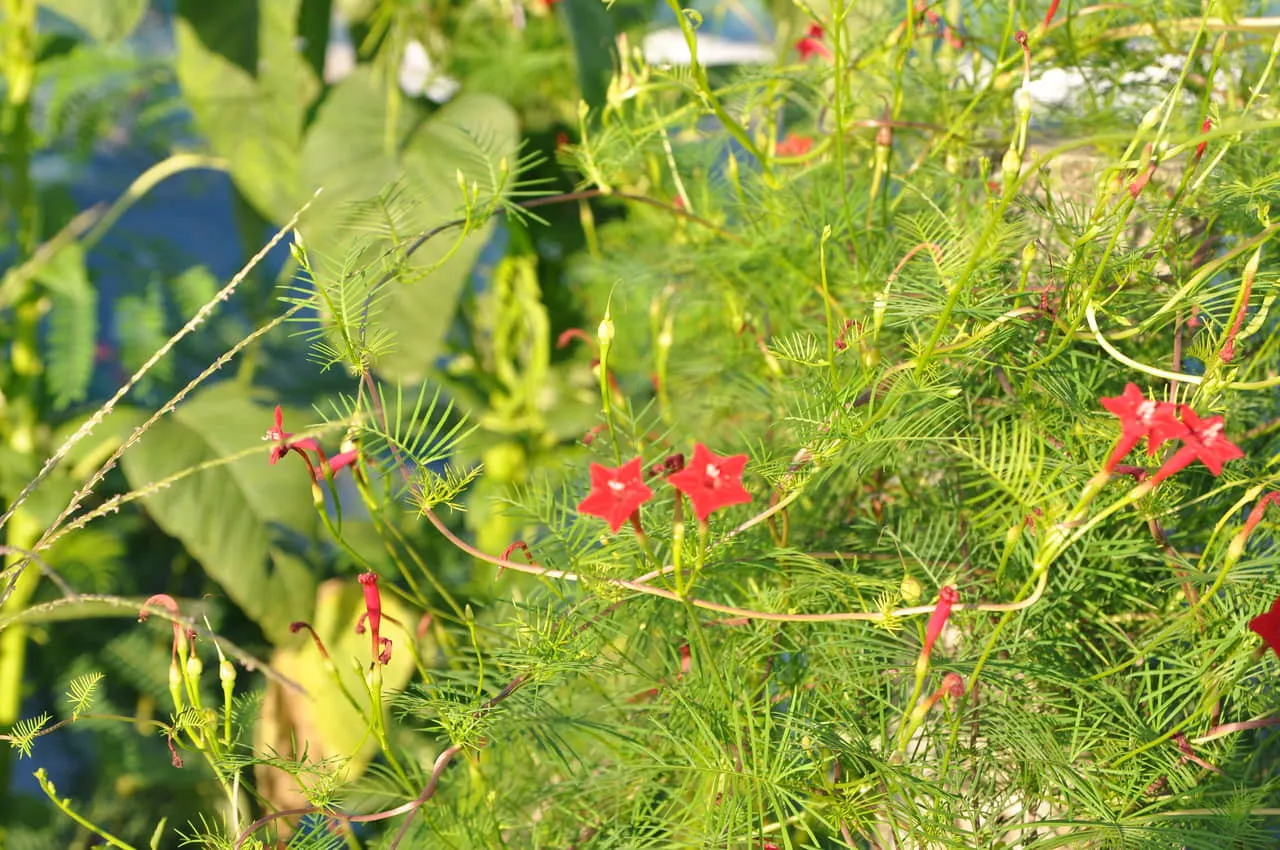 Kỹ thuật tưới nước đúng cách cho hoa tóc tiên leo trưởng thành