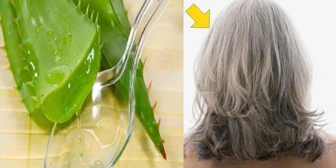 Ủ tóc bằng nha đam giúp tóc giảm xơ và giảm gãy rụng