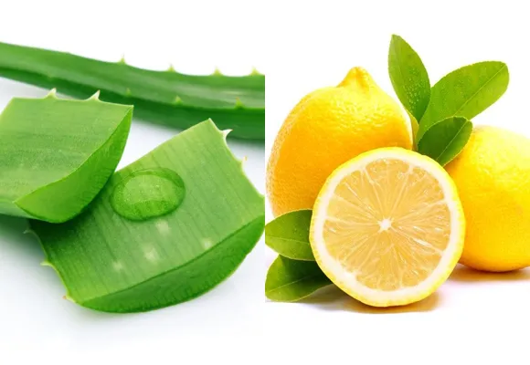 Kết hợp nha đam với những nguyên liệu khác nhau để ủ tóc hiệu quả