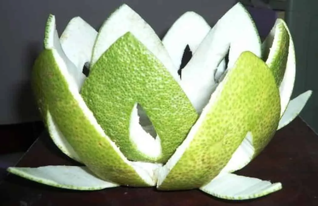 Vỏ bưởi tươi giàu tinh dầu là nguyên liệu chính để điều chế nước gội trị rụng tóc